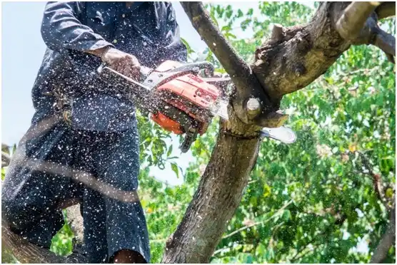 tree services Ridgeland